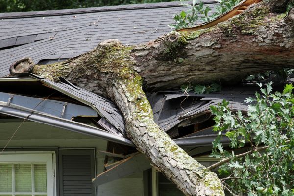 Cost of Storm Remediation in Ormond Beach